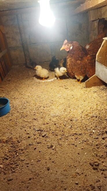 Xoruzlar: Xoruz, Brama, il: 1, Ünvandan götürmə, Ödənişli çatdırılma — 17