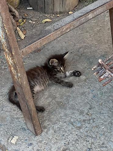александрийский попугай: Бенгальская, 1 месяц, Мальчик, Метис, Приучена к лотку — 7