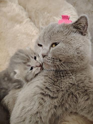 Pişiklər: Şotland -da lalafo.az — 12 Pişiklər: Şotland — 12