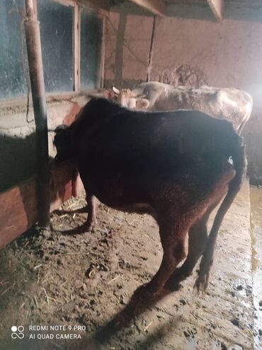 породистые коровы в бишкеке: Продаю | Корова (самка) | Для разведения | Стельные