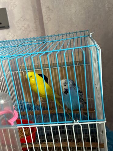 Bülbüllər: 1 cut vistivka ve cut valnis papuqay hazir cavan cutlerdi — 1