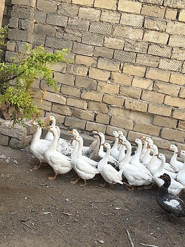 qala cinsi: Qaz sürüsü – ağ və boz rəngli yerli ətlik-yumurtalıq qazlar - Say — 5