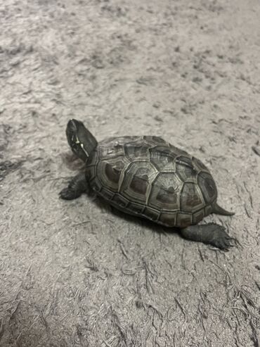Черепахи 🐢 водяные