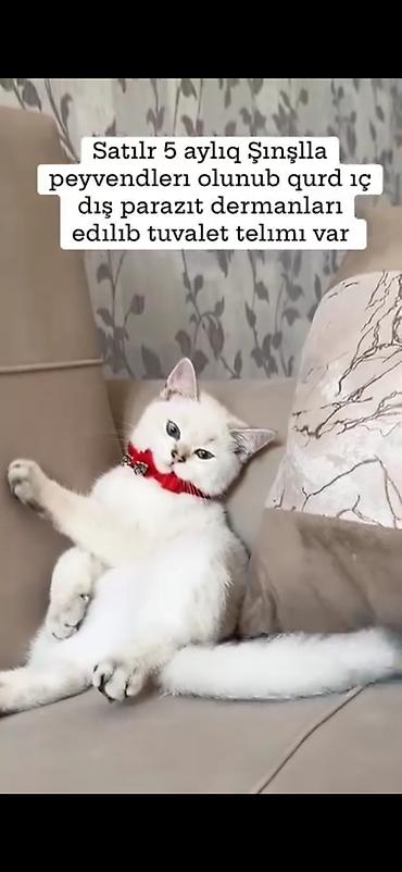 Pişiklər: Şinşilla — 2