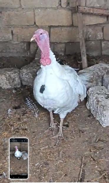 fermer təsərrufatı: Hindqusu yumurtasi agir çəkili iri sortuamerikan, bronz,cox alana — 2