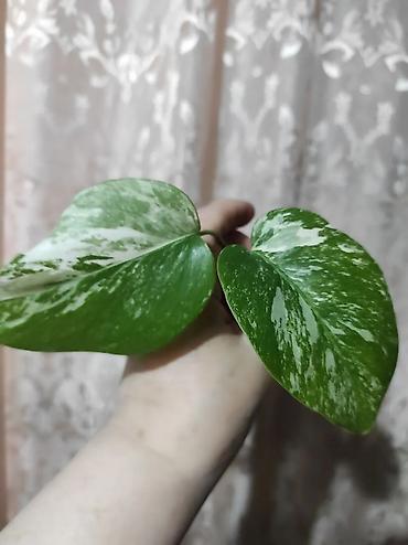 Монстеры: Монстера Альба Монстера Тайское Созвездие, черенки и взрослые цены — 5