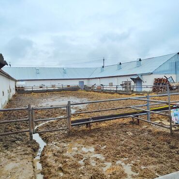 Torpaq sahələrinin satışı: Kənd təsərrüfatı, Mülkiyyətçi, Bələdiyyə, Kupça (Çıxarış) — 9