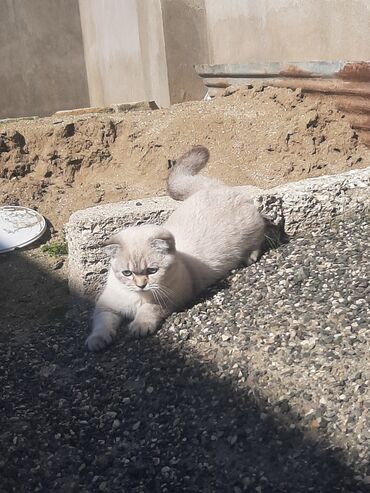 Pişiklər: Şotland yastı qulaq, Dişi — 2