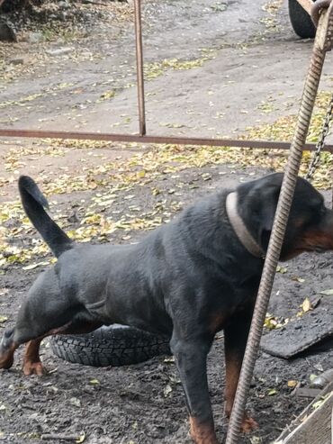 Продажа собак: Ротвейлер, 2 года, Самец — 7