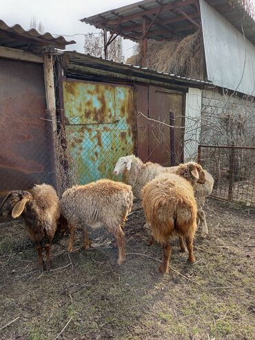 Бараны, овцы: Продаю | Баран (самец) | Арашан | Для разведения | Матка