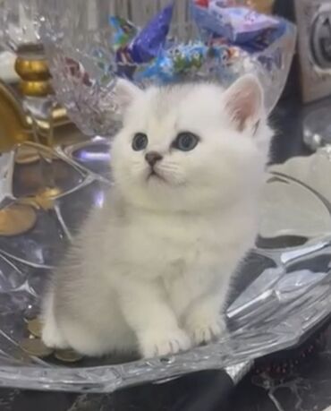 Pişiklər: Britan, Yaxşı əllərə — 9