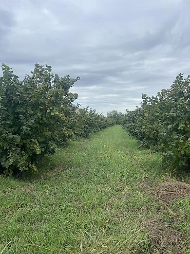 Həyət evləri və villaların satışı: 3 otaqlı, 100 kv. m, Yeni təmirli — 33