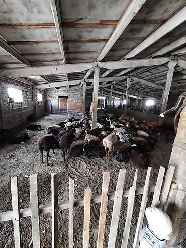 Продажа сельхоз предприятий: Продаётся фермерский участок (КАШАР) с хозяйственными постройками в — 6