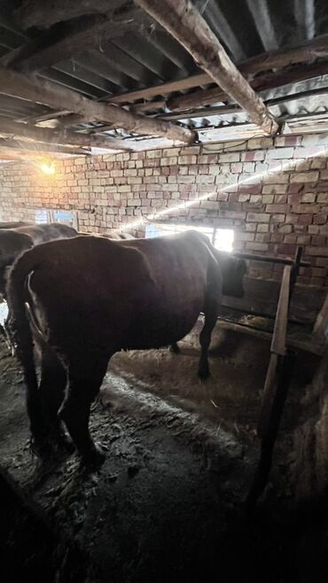 Коровы, быки: Продаю | Корова (самка) | Для разведения | Привязанные — 22