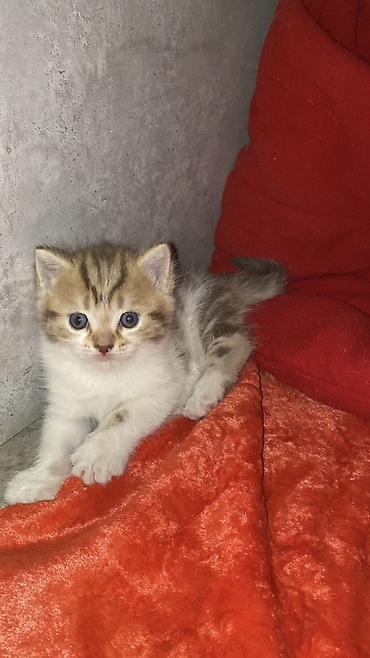 кой союшка: Шотландские вислоухие котята (Scottish Fold) Все мальчики - Окрас — 8