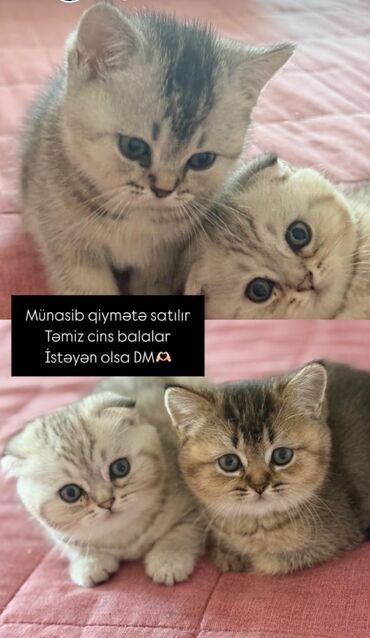 pişik sortu: Şotland, Erkək, Dişi, Ünvandan götürmə, Ödənişli çatdırılma