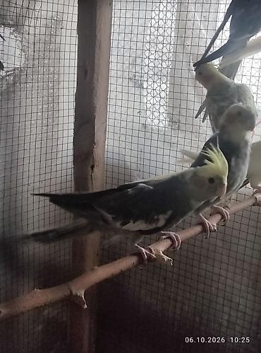 qaz balasi: 8 ədəd karella balalari satılır,təmiz cinsdi,uzun quyruqdu.3 və 4 — 1