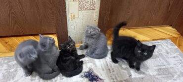 Pişiklər: Britan, Erkək, Dişi, Ünvandan götürmə -da lalafo.az — 1 Pişiklər: Britan, Erkək, Dişi, Ünvandan götürmə — 1