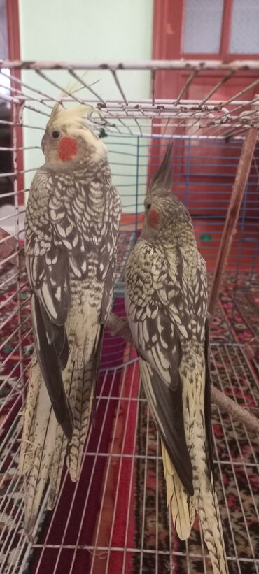 Tutuquşları: Salam.Tam saglam 8ayliq. 4 eded var Isteyen buyursun cutunu alana — 10