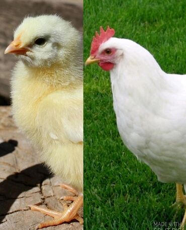 Животные: Продаю | Цыплята | Леггорн | Для разведения