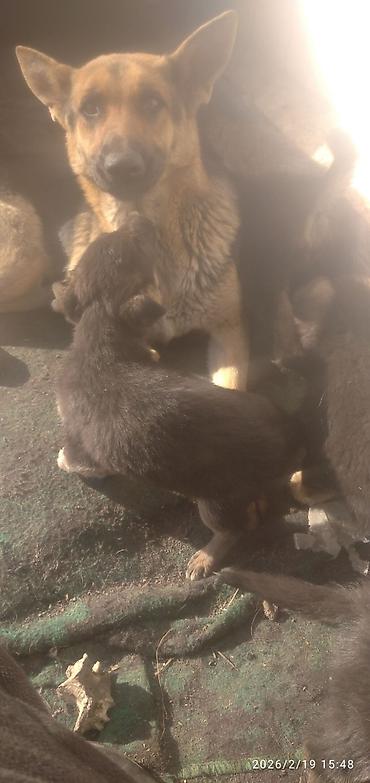 Продажа собак: Немецкая овчарка, 2 месяца, Самка — 9