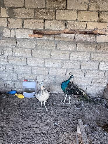 cütlük: Tam saglam qaraqanad tovuz qushlari cutu 380 man 15 ayliq — 4