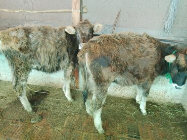 Коровы, быки: Продаю | Тёлка | Алатауская, Полукровка | Для разведения | После отела — 20