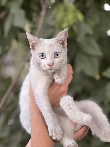 рыжая сибирская кошка: Отдам даром. Котёнок с голубыми глазами, девочка. 5 месяцев Идеально — 1