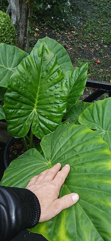 bitki guli: Filodendron “Plowmanii” (aroid) – böyük yarpaqlı dekorativ otaq — 9