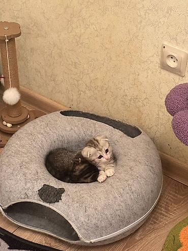 Продажа кошек: Можно забронировать котят😻😽♥️ Возраст 2 месяца🥰 еще сосут мамку — 10