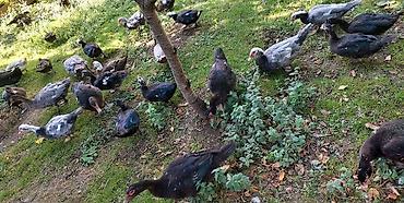 brama toyuqlari satisi: Lal ördək 30 Lavanda 35 AZN — 2
