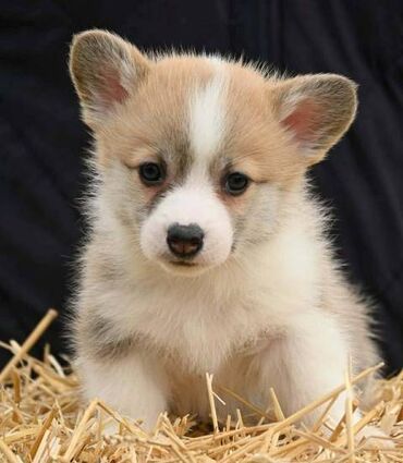 Psi: Velški korgi Welsh Corgi Pembroke Odgajivačnica Royal Ramonda FCI — 7