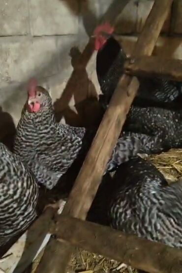 Toyuqlar: Toyuq, Damazlıq, Ödənişli çatdırılma — 2