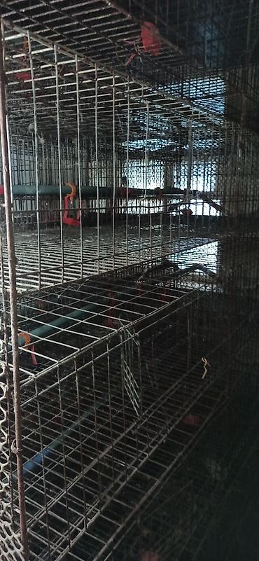 Товары и оборудование для с/х животных: Клеточные батареи для содержания птицы (кур-несушек/перепелов) — 5