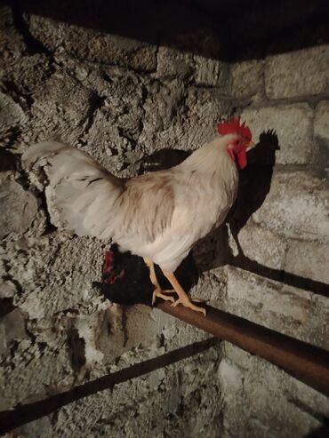 bmw 8 серия 840ci at: Xoruz 25 azn