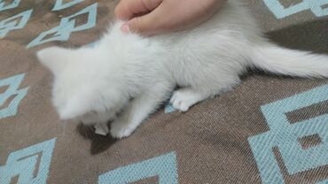 кото: Продаю кошку 1 месяц Белый очень хороший и чистый