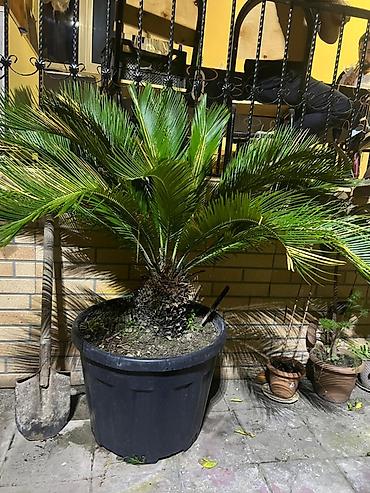 finiks palma: Böyük ölçülü sago xurması (Cycas revoluta) – qara plastik qazonda — 2