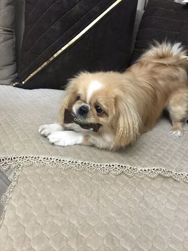 İtlər: Pekines, 1 il, Erkek, Peyvəndli, Ödənişli çatdırılma, Ünvandan götürmə