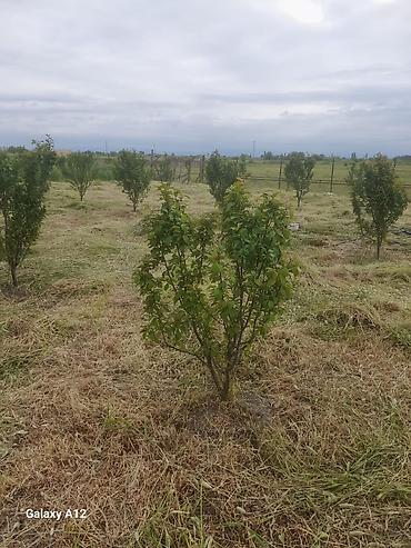 Tinglər: Meyvə ağacları – yerüstü köklü kollar - Növ: daş meyvə ailəsi — 5