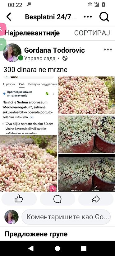 seme jagode: Sedum alboroseum ‘Mediovariegatum’ – šarena sukulentna pokrivačica — 1