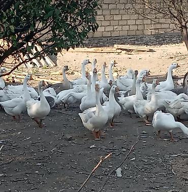 kend colpası: Satlıq qaz sürüsü qaz sürüsü kök qardalı ilə baxılmış 50 ədəddir — 1