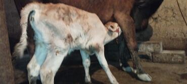 айрширская порода коров цена: Продаю | Корова (самка), Музоо, торпок | Для разведения, Для молока | После отела