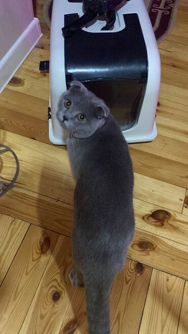 cutles: 1 yaşı var erkey Scottish Fold (sallaq qulaq) pişiyidir tecili