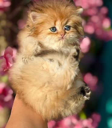 Pişiklər: Fars — 5