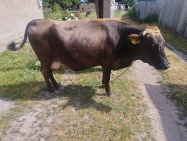 скот корова: Продаю | Корова (самка) | Швицкая | Для молока