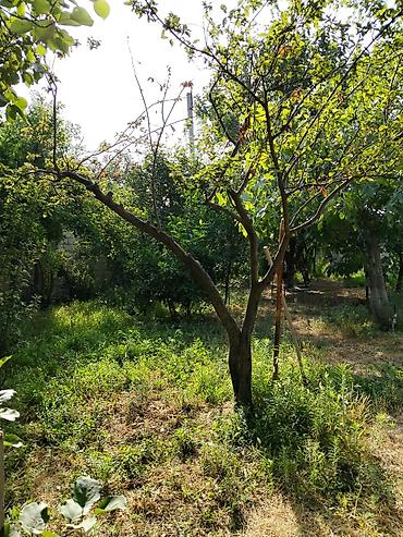 ambiyans ışığı: Bakı sumqayt yol qırağı 4 sot torpaq sahəsi icinde hər meyvə agaclari — 8