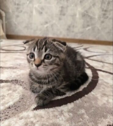 кошка с разными глазами: Скотиш Фолд (Шотландская вислоухая), 3 месяца, Девочка, Приучена к лотку, Проглистована, С документами