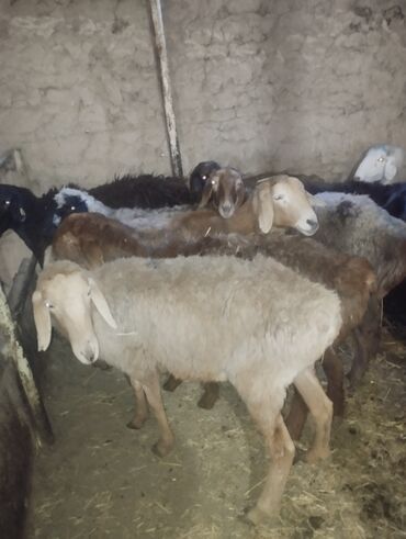 Бараны, овцы: Продаю | Баран (самец) — 18