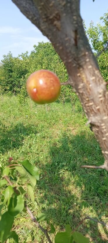 Tinglər: Hər növ meyvə aqcların satşı hər bir sort var çadrlma pulsuzdur meyvə — 13