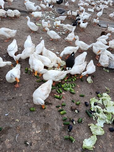 Digər quşlar: Satılır: PEKIN-KUBAN sortu ördəklər ✅ Sağlam, təmiz və tez inkişaf -da lalafo.az — 5 Digər quşlar: Satılır: PEKIN-KUBAN sortu ördəklər ✅ Sağlam, təmiz və tez inkişaf — 5